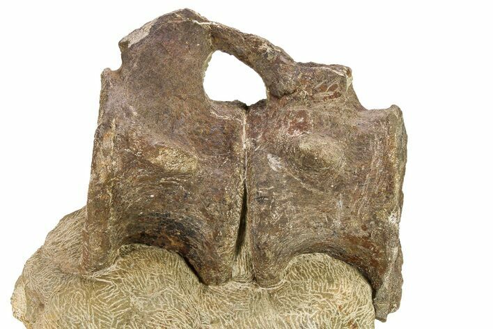 Sauropod (Camarasaurus) Caudal Vertebra Pair In Sandstone #280318
